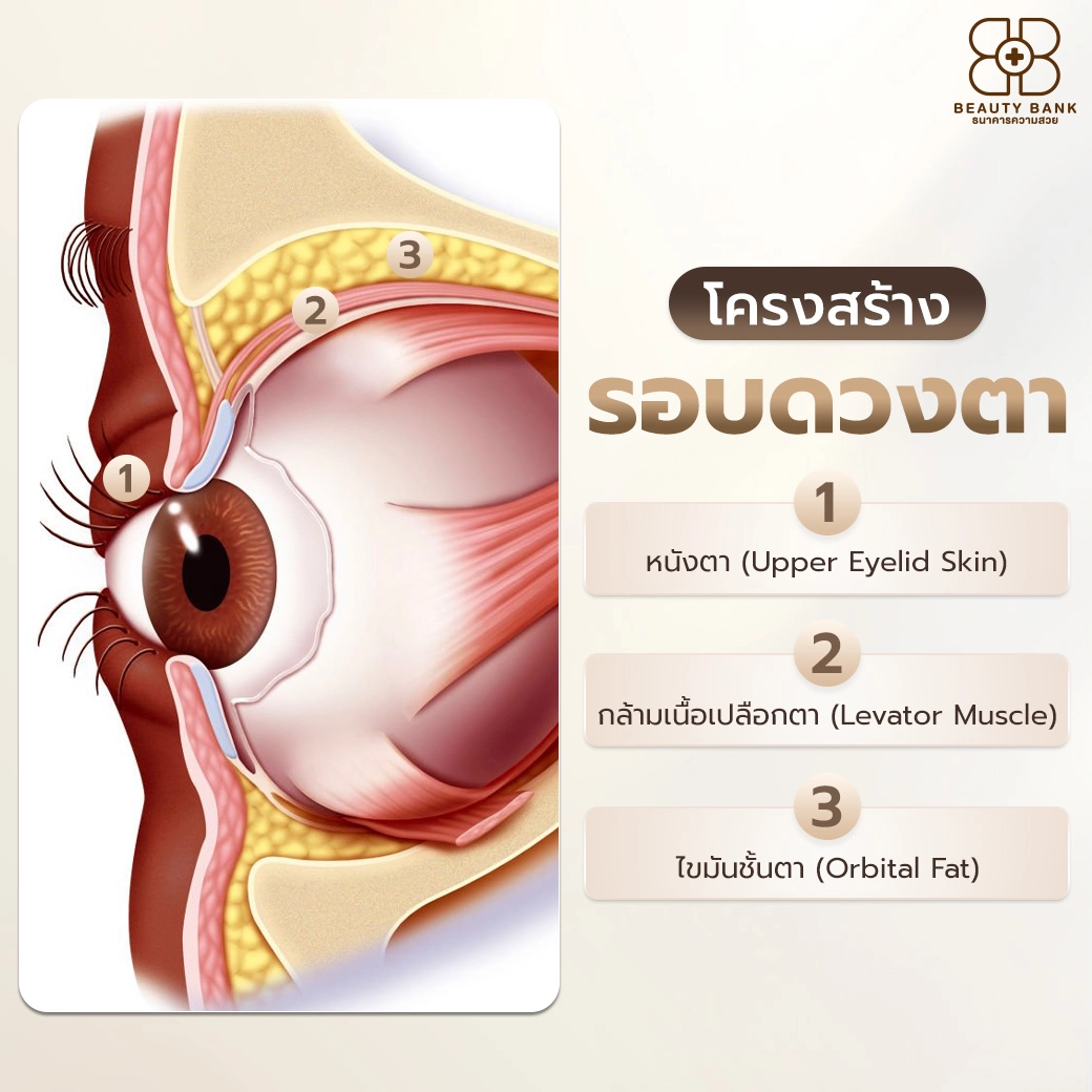 ศัลยกรรมตาสองชั้น